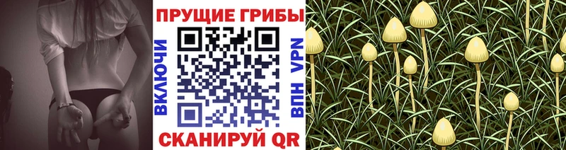 где найти   Красногорск  Галлюциногенные грибы Psilocybine cubensis 